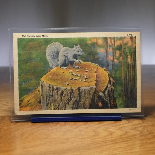 Maine nut cracker - nut,